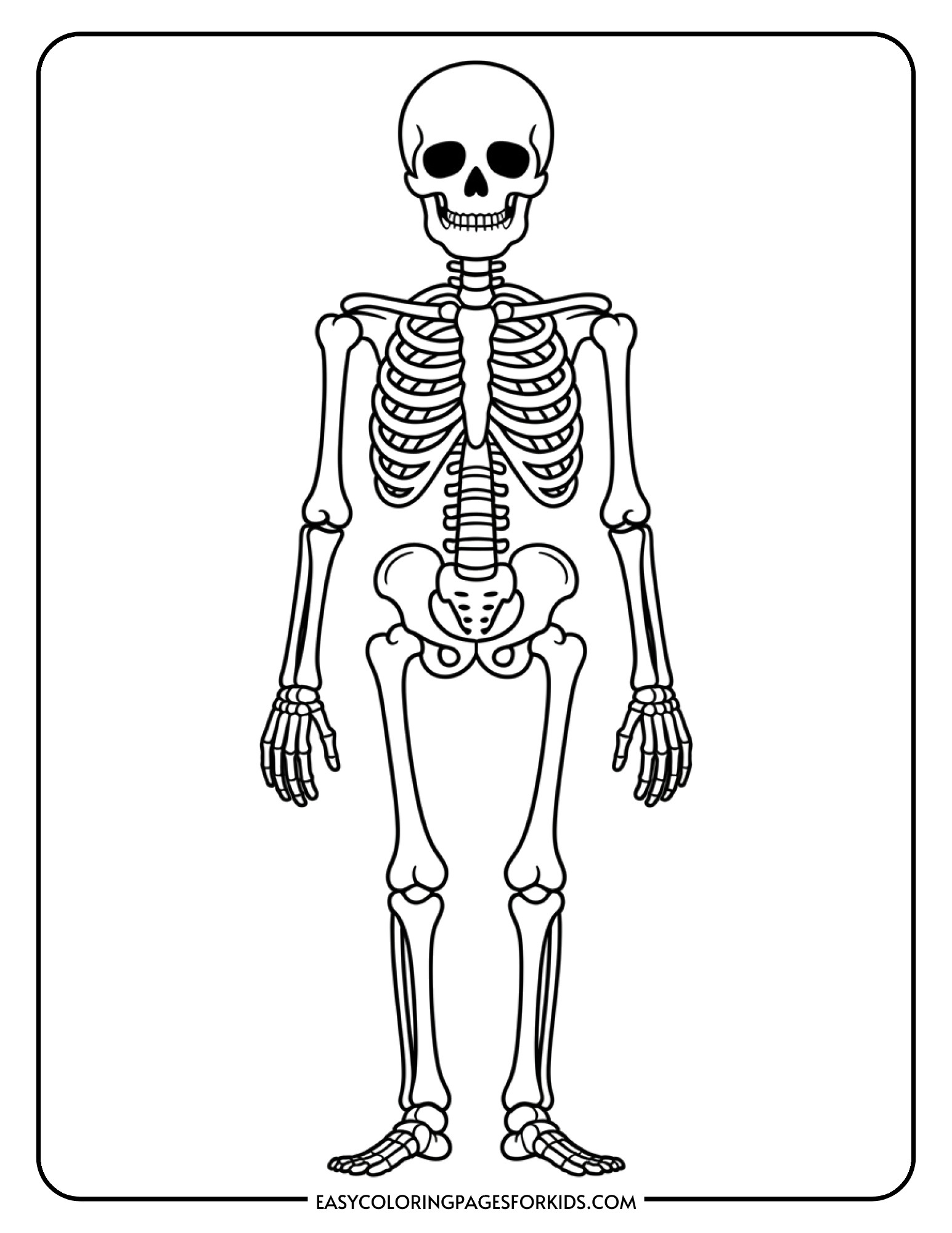 An anatomical skeleton showing the structure of human bones in a standing position.