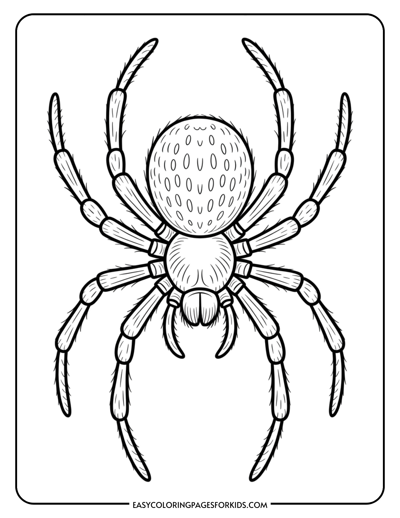 A realistic spider with detailed body segments and eight carefully drawn legs.